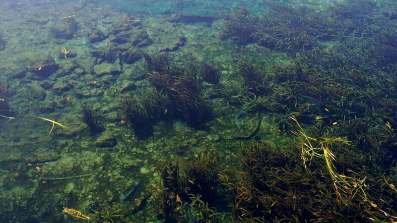 Silver Springs 2