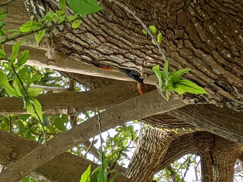 A small multicolored lizard was seen in Miami