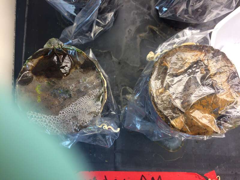pesticide on the left, control on the right