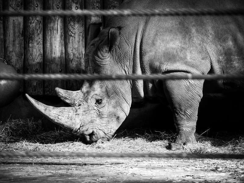 
500px provided description: OLYMPUS DIGITAL CAMERA          Processed with Snapseed. [#black and white ,#animal ,#zoo]
