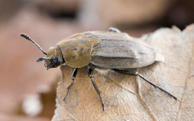 Aclypea opaca