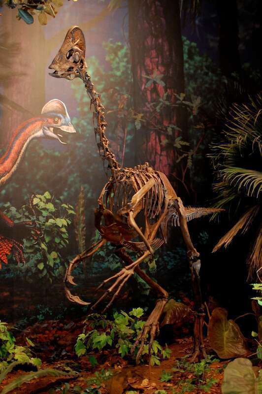 Restored skeleton of Anzu wyliei (previously labelled as a specimen of Chirostenotes)