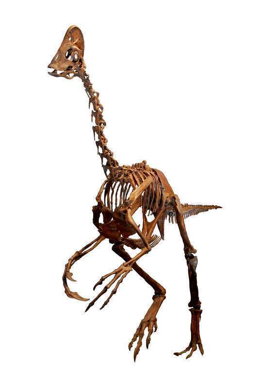 Restored skeleton of Anzu wyliei (previously labelled as a specimen of Chirostenotes)
