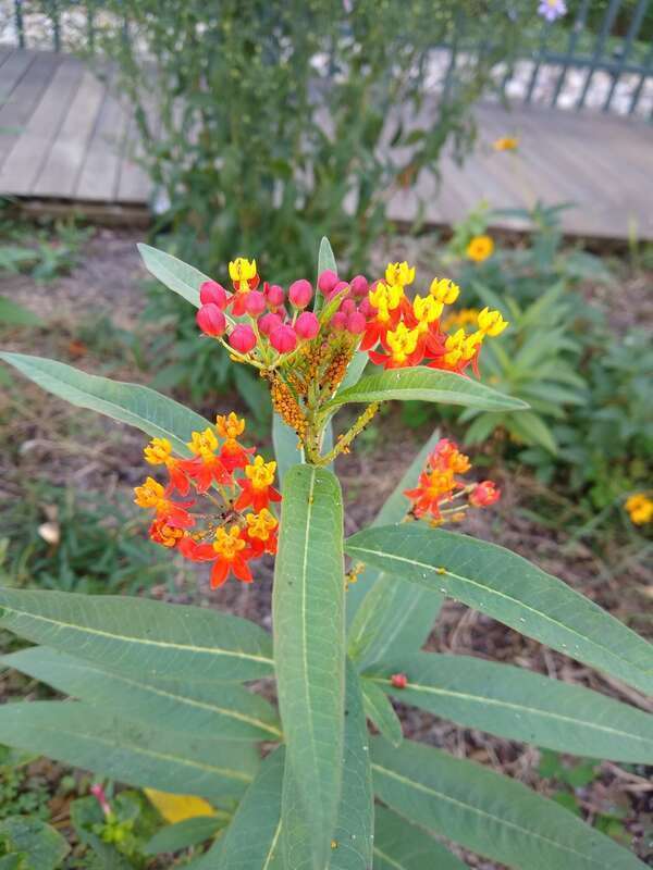 Oleander Aphid (Aphis nerii)