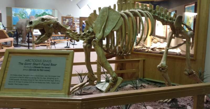 The bones of an Arctodus Simus, a Giant Short-Faced Bear.
