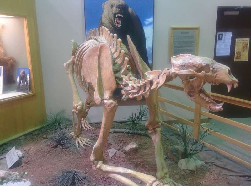 Bones at Mammoth Site, Hot Springs, SD