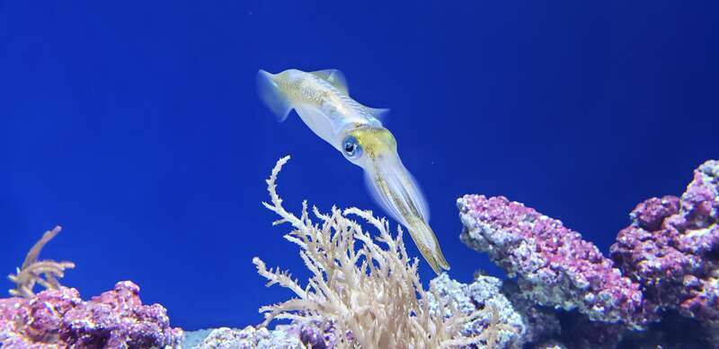 Bigfin reef squid (Sepioteuthis lessoniana) at the Monterey Bay Aquarium. Please attribute to Evan Baldonado // AquariumKids.org