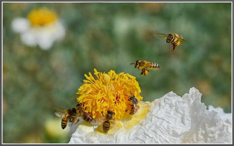 
500px provided description: The bees were on those white poppies and they didn't care about anything else.

Descanso Gardens. [#poppy ,#macro ,#bokeh ,#bees ,#in-flight ,#matilija poppy ,#honey bees ,#descanso gardens ,#pppy]