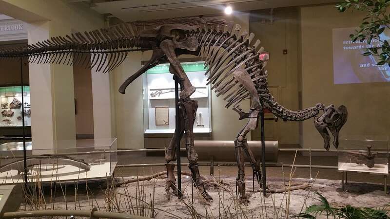 The "Dinosaurs in Their Time" exhibit at the Carnegie Museum of Natural History.
Pictures from some of my free time during the Project Zero Perspectives conference (#PZPGH) in Pittsburg, Pennsylvania - May 2017.