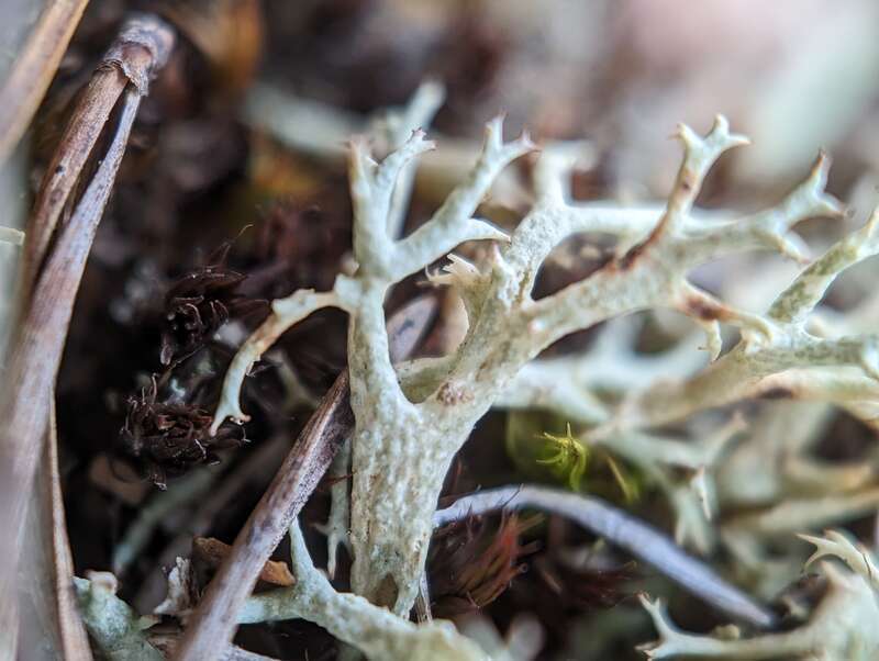 Thorn Lichen (Cladonia uncialis)