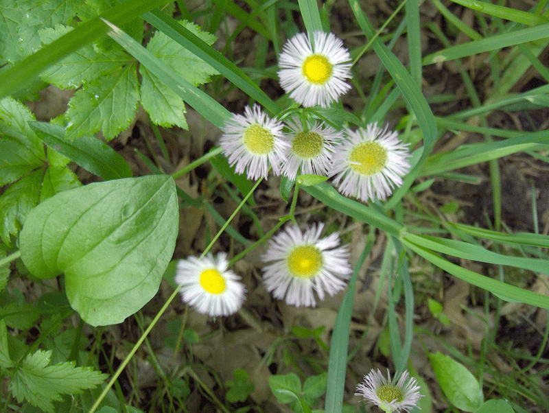 found in Cahokia Mounds State Park