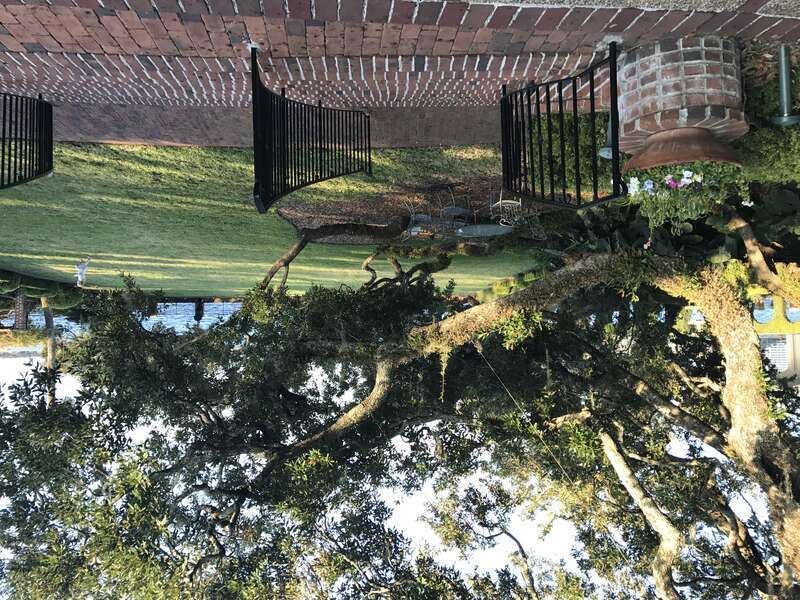 A live oak located at the Cummer Museum in Jacksonville, Florida.