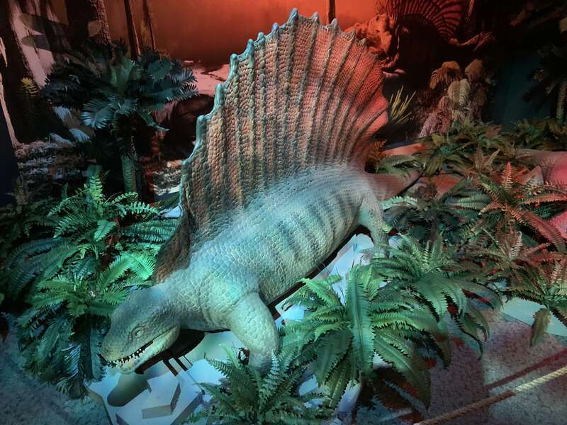 Edaphosaurus reconstruction at the "Permian Monsters" special exhibit at the North Carolina Museum of Natural Sciences