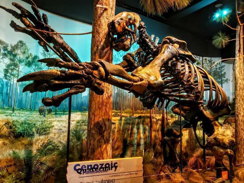 Fossil of a giant ground sloth (Eremotherium eomigrans) in the NC Museum of Natural Sciences, 3rd floor.