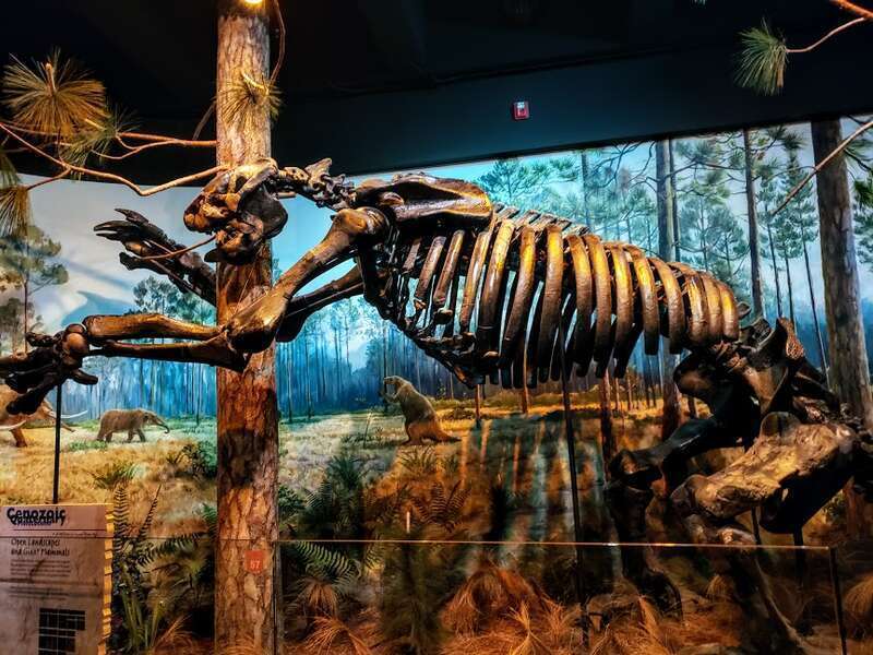 Fossil of a giant ground sloth (Eremotherium eomigrans) in the NC Museum of Natural Sciences, 3rd floor.