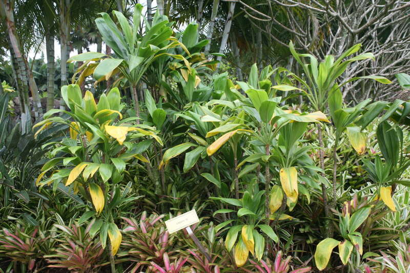 Native Hawaiians foster a strong belief that growing Ti plants around the home protects and brings good luck to the home. Ti's can grow to a height of 10' but are slow growing.They have lush large broad green leaves 2' to 3' long and 6" to 8" wide.