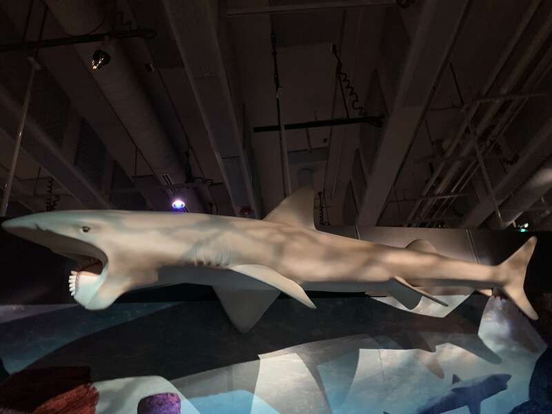 Helicoprion reconstruction at the "Permian Monsters" special exhibit at the North Carolina Museum of Natural Sciences
