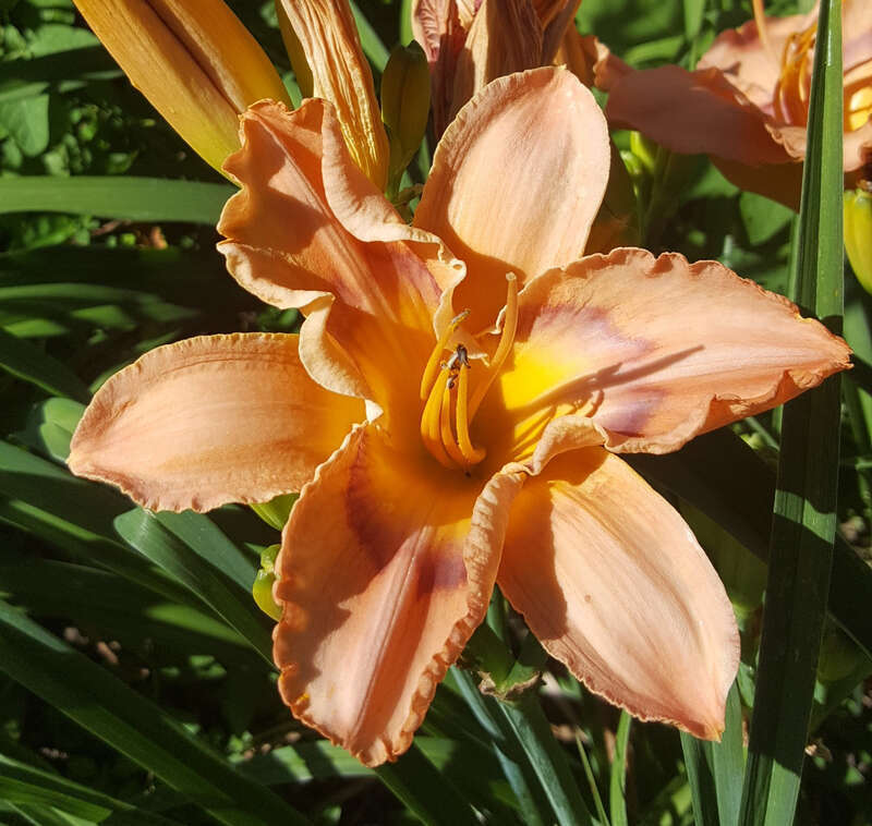 Hemerocallis 'Lavender Prism' flowering in the Allen Centennial Gardens at the University of Wisconsin-Madison