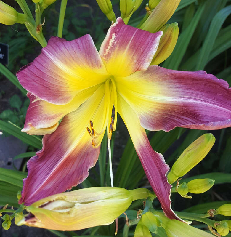 Hemerocallis 'River's a Heartbreaker' flowering in the Allen Centennial Gardens at the University of Wisconsin-Madison
