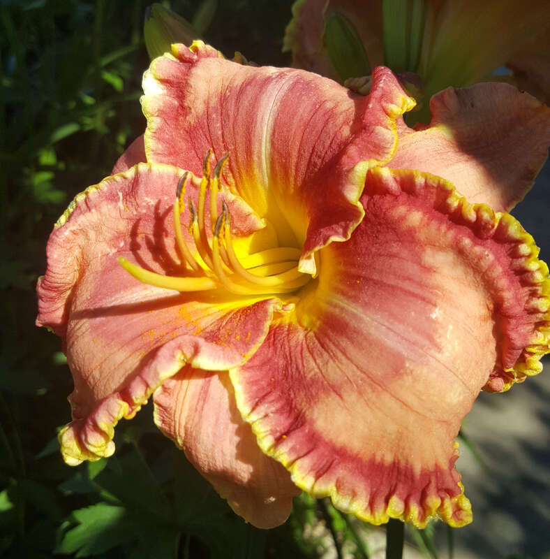 Hemerocallis 'Under the Big Top' flowering in the Allen Centennial Gardens at the University of Wisconsin-Madison