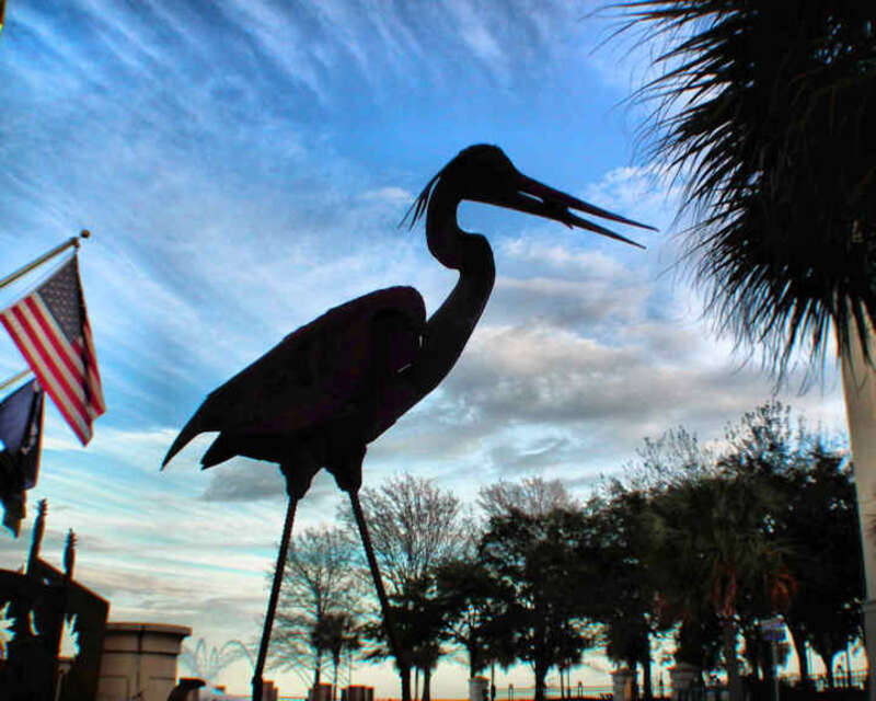 Indigo Stork