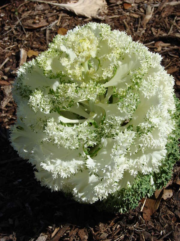 Ornamental kale (Brassica oleracea) at the Dallas Arboretum and Botanical Garden.