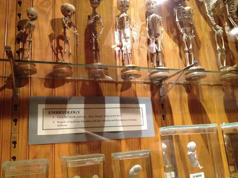 Mütter Museum.