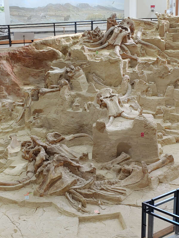 The Mammoth Site is a working paleontological dig site in South Dakota. Shown here are unearthed mammoth fossils recovered from the sinkhole sediments.