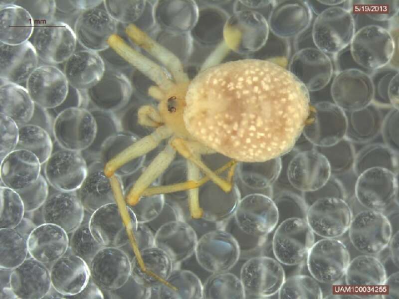 Oecobius cellariorum, adult female from Alaska