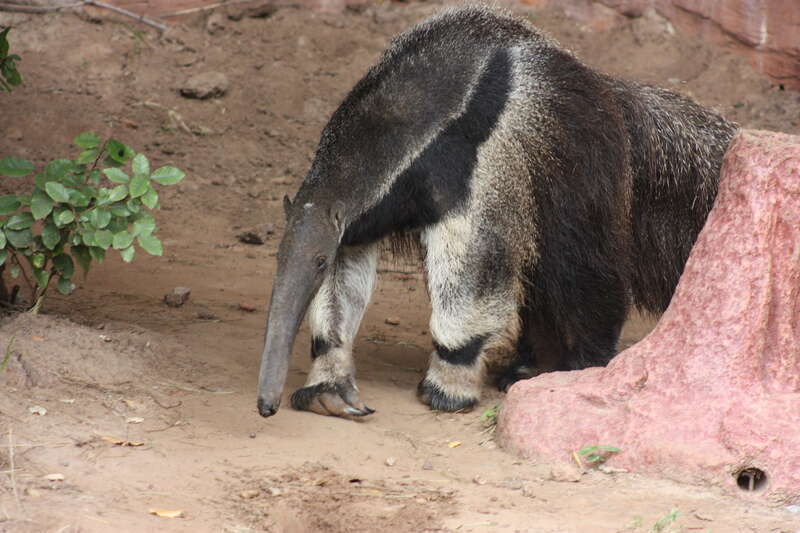 Oklahoma City Zoo 5/26/2014