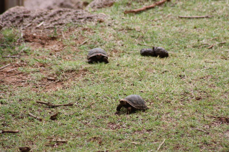 Oklahoma City Zoo 5/26/2014