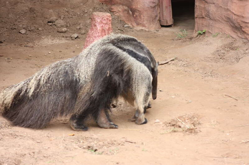 Oklahoma City Zoo 5/26/2014