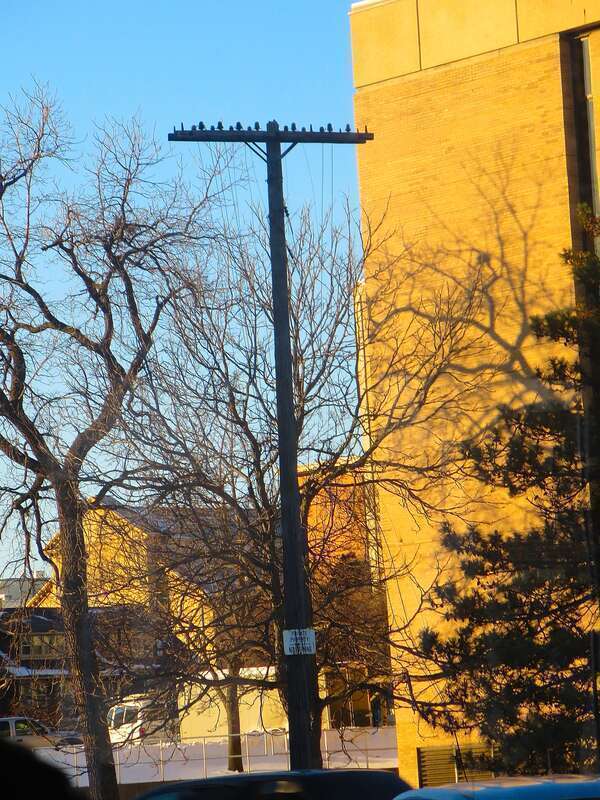 Old Telegraph Pole
