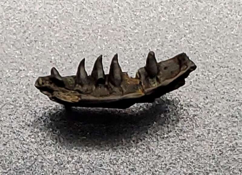 Lower jaw with teeth of Palaeosaniwa sp ROM 75883.1
Hell Creek Formation, Montana, 68-66 Ma (End Cretaceous)
Cast on display at the Liberty Science Center in Jersey City, NJ

Original fossil at Royal Ontario Museum in Toronto, ON