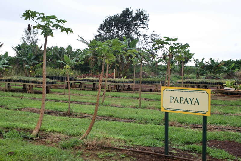 The papaya (from Carib via Spanish), is the fruit of the plant Carica papaya, in the genus Carica. It is native to the tropics of the Americas, and was cultivated in Mexico several centuries before the emergence of the Mesoamerican classic cultures.