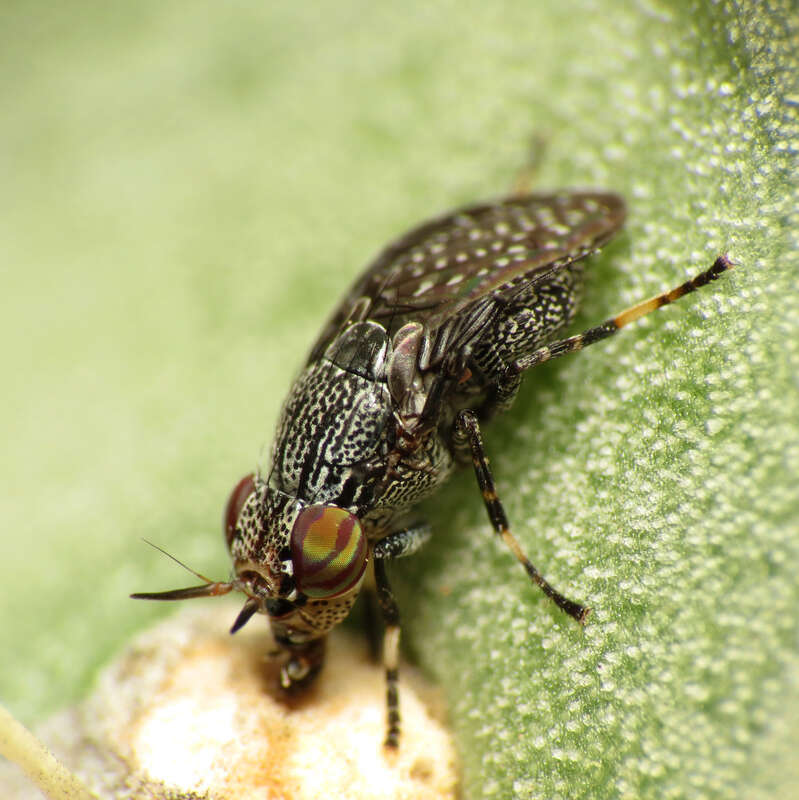 Stictomyia longicornis.  Biosphere 2 grounds, Oracle, Arizona, USA. 22 February 2014