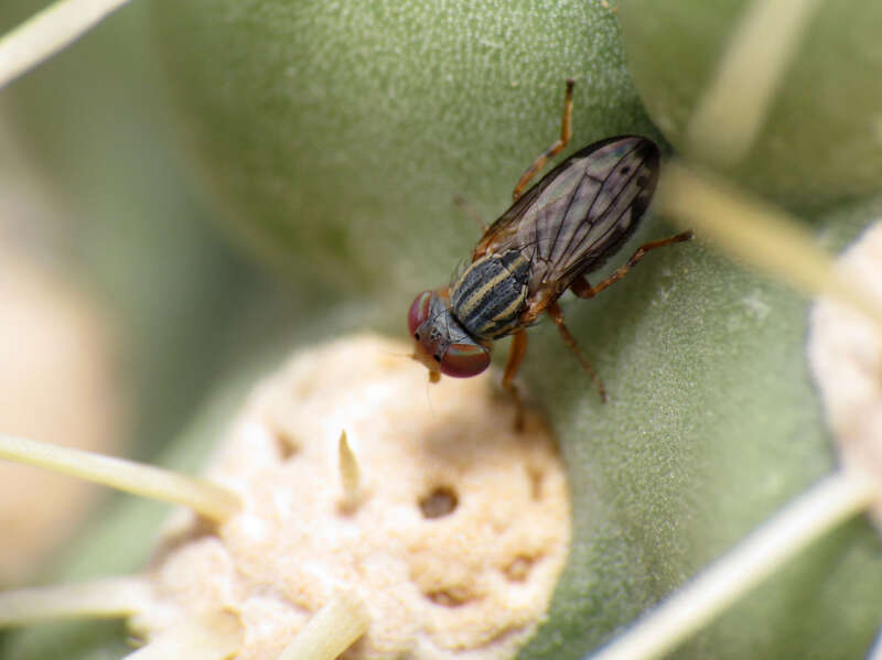 Paroedopa punctigera.  Biosphere 2 grounds, Oracle, Arizona, USA. 22 February 2014