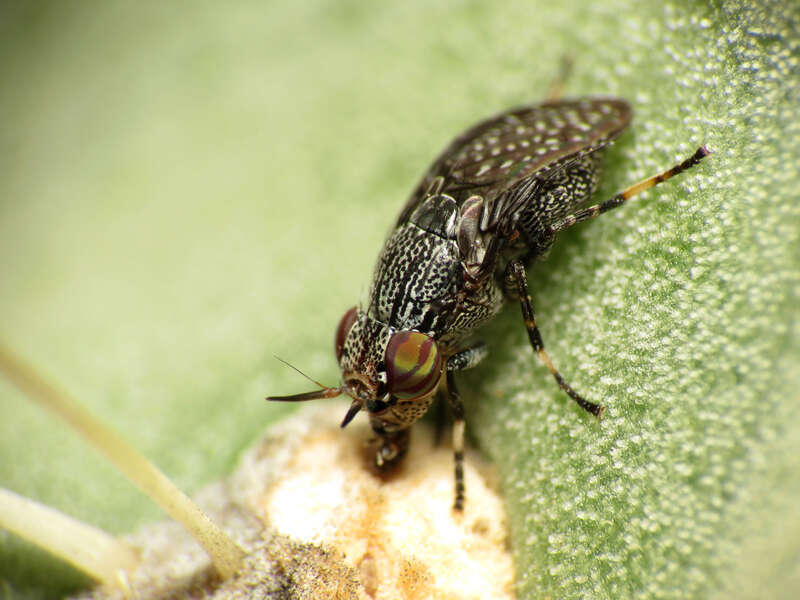Stictomyia longicornis.  Biosphere 2 grounds, Oracle, Arizona, USA. 22 February 2014