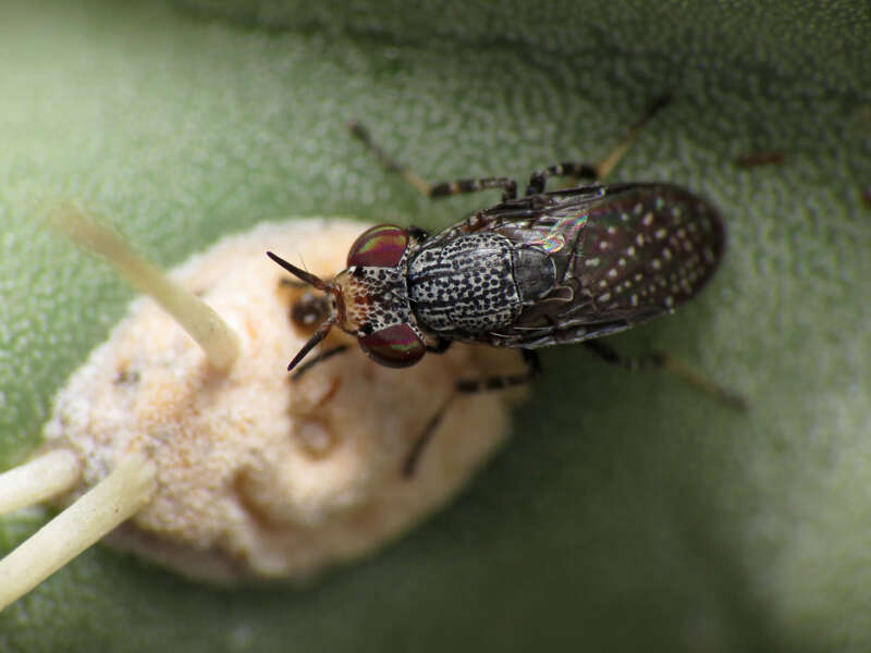 Stictomyia longicornis.  Biosphere 2 grounds, Oracle, Arizona, USA. 22 February 2014