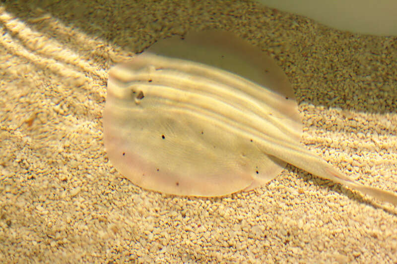 Round stingray (Urobatis halleri) at the Reiman Aquarium, Milwaukee, Wisconsin, USA