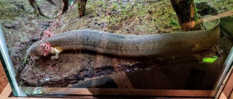 Side view of a greater siren (Siren lacertina).