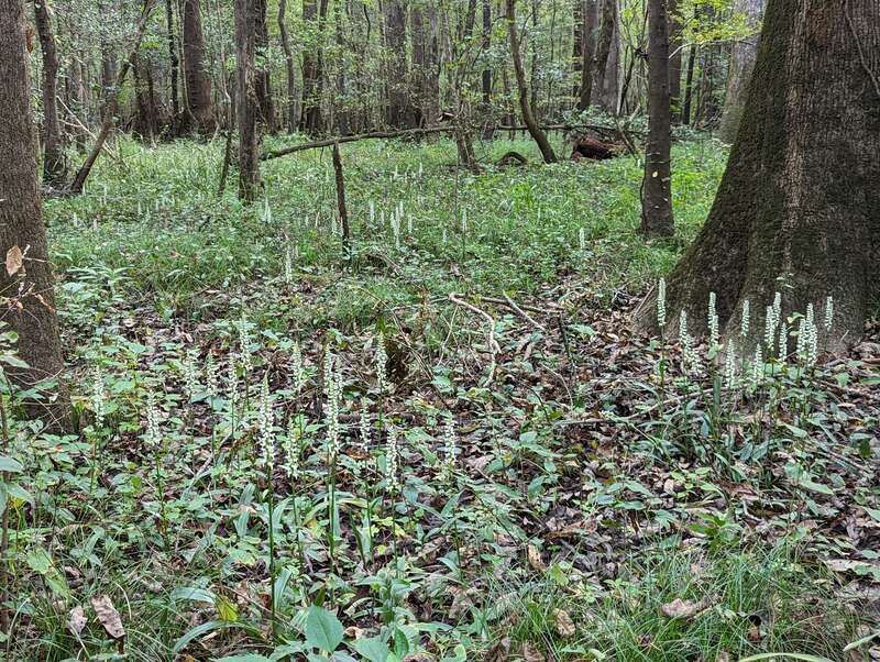 Spiranthes odorata in Congaree National Park, South Carolina, 2022