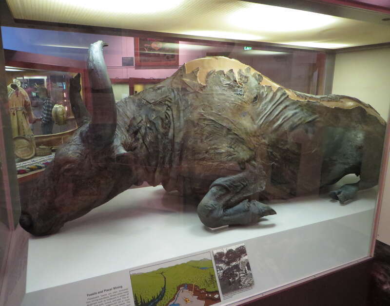A steppe bison on display at the University of Alaska Museum of the North in Fairbanks.

The steppe bison is one of several extinct large mammals that roamed interior Alaska during the Wisconsinan glacial period, 100,000 to 10,000 years ago. This