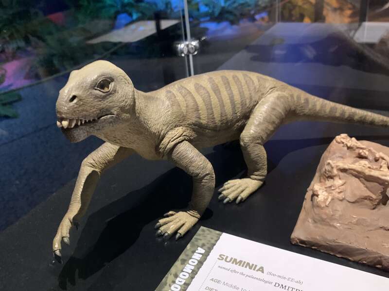 Scale model of Suminia at the "Permian Monsters: Life Before the Dinosaurs" special exhibit at the North Carolina Museum of Natural Sciences