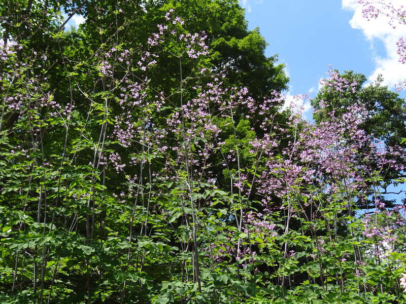 The Mount - Lennox MA