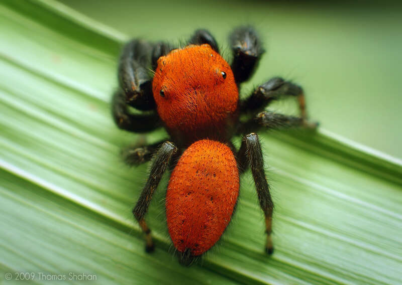 Phidippus apacheanus jumping spider
I debated how to go about photographing this little guy as my usual "portrait" angles would deny his most prominent feature - the beautiful reddish-orange markings atop his cephalothorax and abdomen. I've never