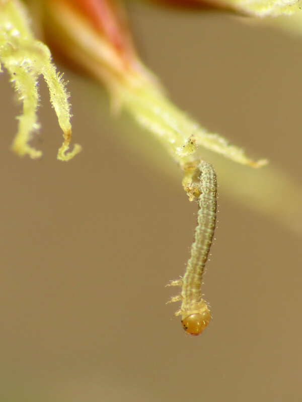 Tiny geometrid caterpillar on Luzula echinata.  Rock Creek Park, Washington, D. C. 19 April 2014. This little guy was barely a millimeter long.  It's definitely taking my point &amp; shoot macro set-up to its limits.