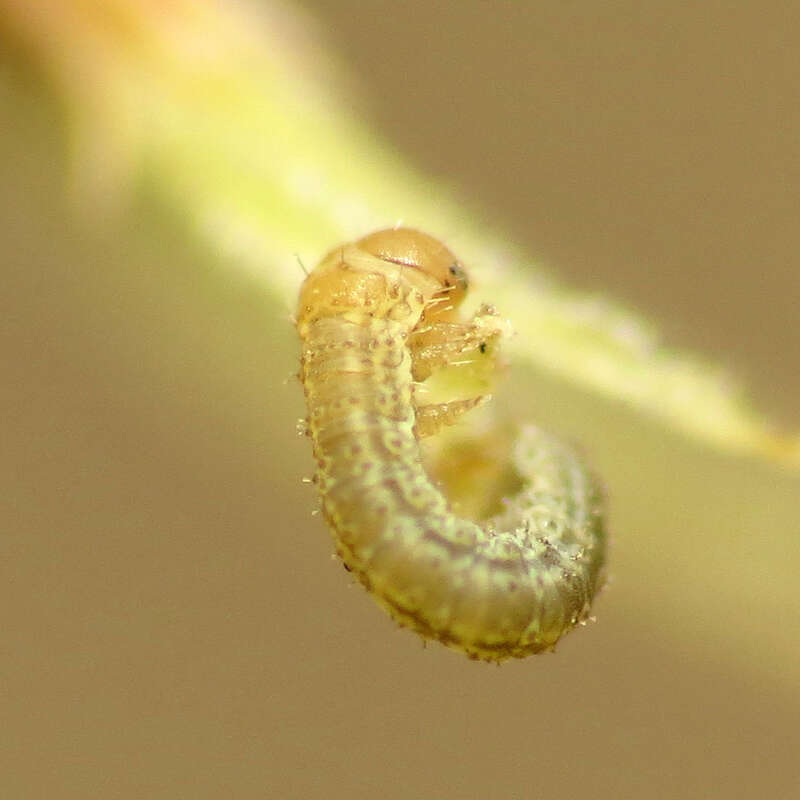 Tiny geometrid caterpillar on Luzula echinata.  Rock Creek Park, Washington, D. C. 19 April 2014. This little guy was barely a millimeter long.  It's definitely taking my point &amp; shoot macro set-up to its limits.