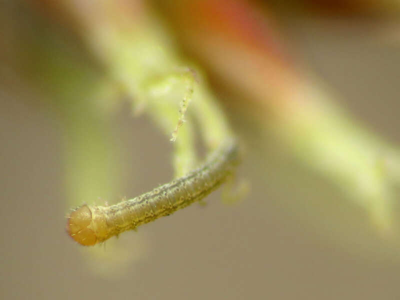 Tiny geometrid caterpillar on Luzula echinata.  Rock Creek Park, Washington, D. C. 19 April 2014. This little guy was barely a millimeter long.  It's definitely taking my point &amp; shoot macro set-up to its limits.