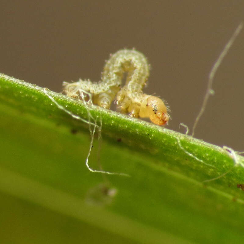 Tiny geometrid caterpillar on Luzula echinata.  Rock Creek Park, Washington, D. C. 19 April 2014. This little guy was barely a millimeter long.  It's definitely taking my point &amp; shoot macro set-up to its limits.